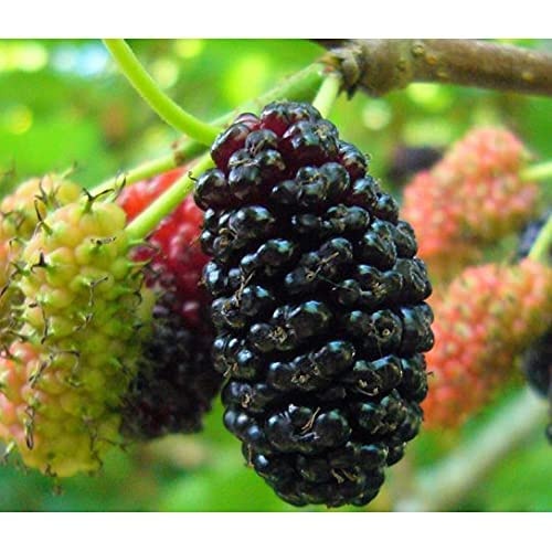 Naturyol Schwarze Maulbeer-Malasse 700g –  Natürlicher Zuckerersatz