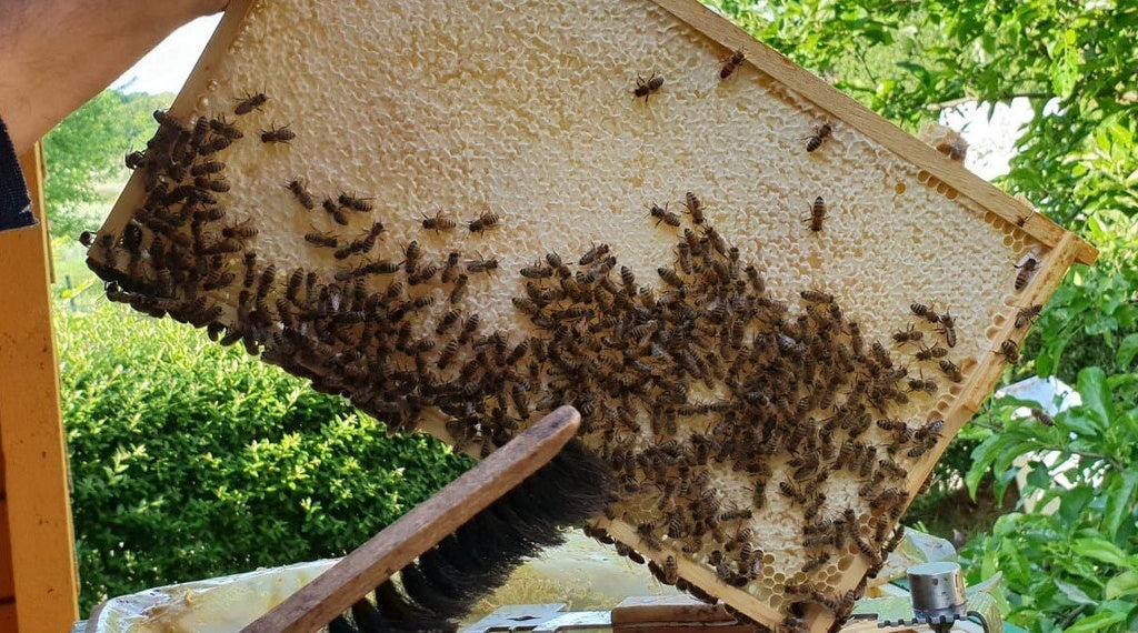 Wabenhonig im Holzrahmen – 100% Naturbelassener Türkischer Honig 3000±100g